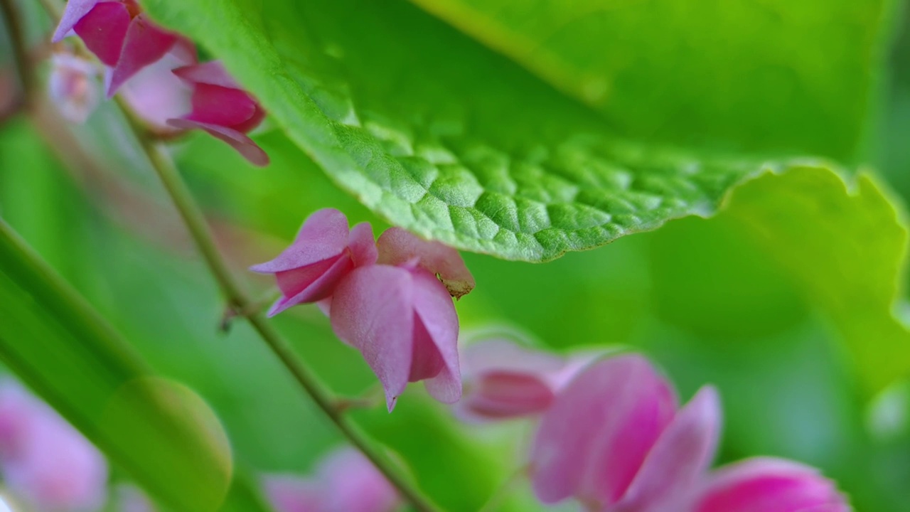 Antigonon leptopus pink是荞麦科的一种多年生藤本植物，俗称珊瑚藤或女王花环，背景绿色模糊视频素材