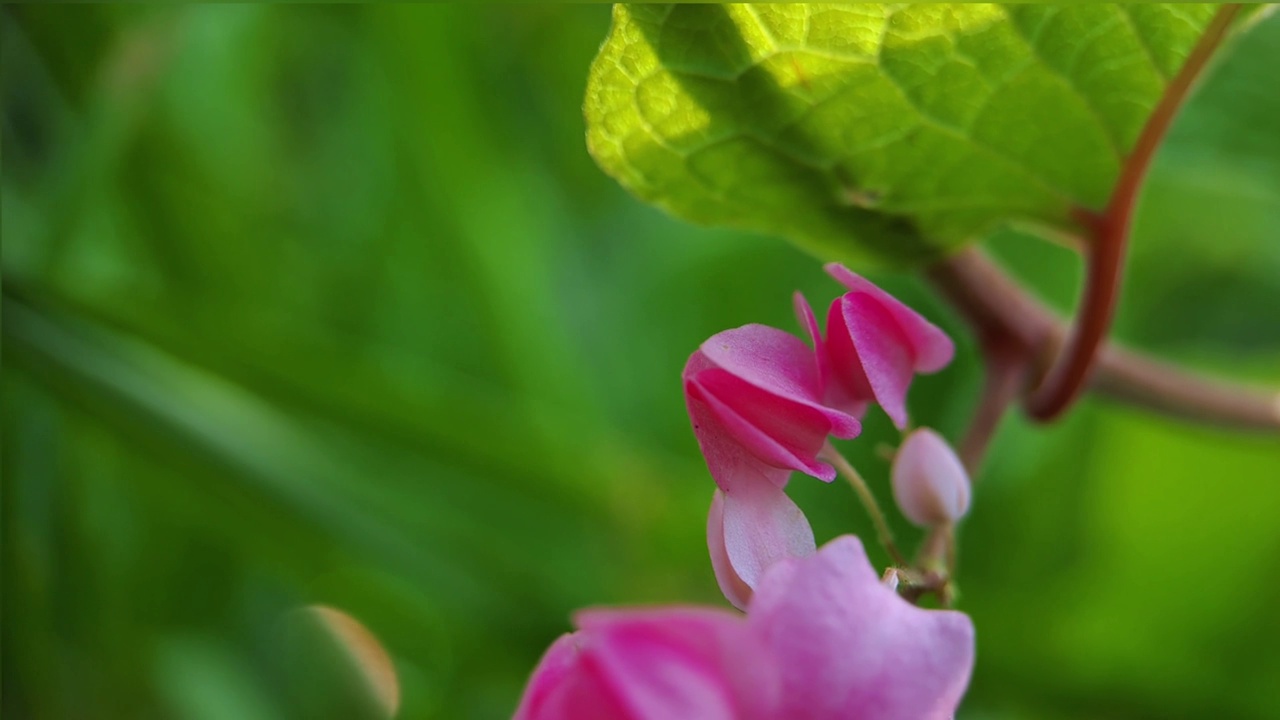 Antigonon leptopus pink是荞麦科的一种多年生藤本植物，俗称珊瑚藤或女王花环，背景绿色模糊视频素材