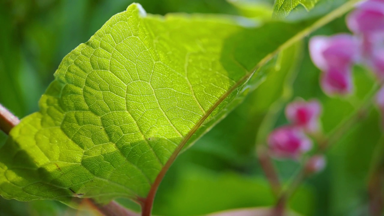 Antigonon leptopus pink是荞麦科的一种多年生藤本植物，俗称珊瑚藤或女王花环，背景绿色模糊视频素材