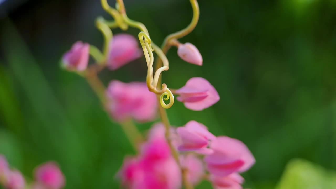 Antigonon leptopus pink是荞麦科的一种多年生藤本植物，俗称珊瑚藤或女王花环，背景绿色模糊视频素材