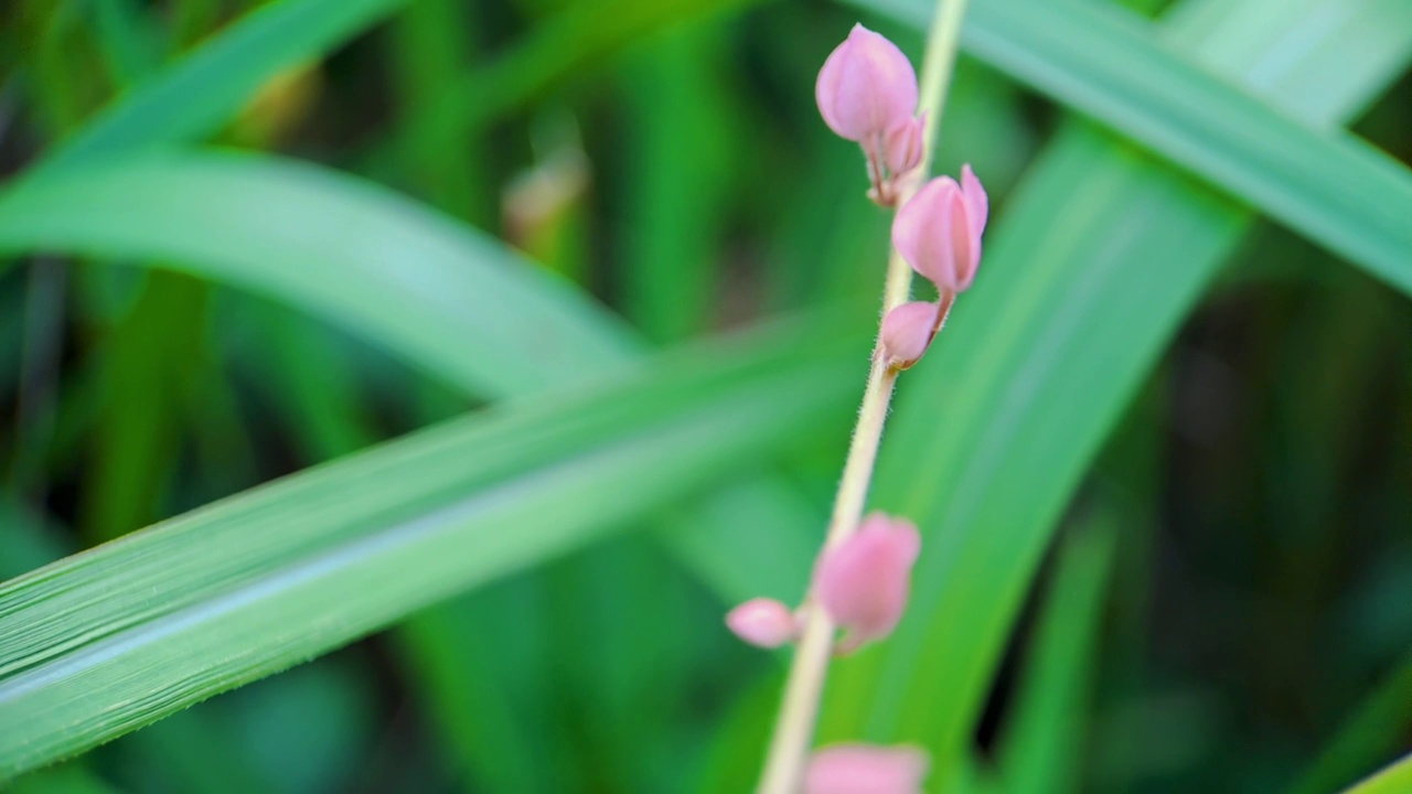 Antigonon leptopus pink是荞麦科的一种多年生藤本植物，俗称珊瑚藤或女王花环，背景绿色模糊视频素材