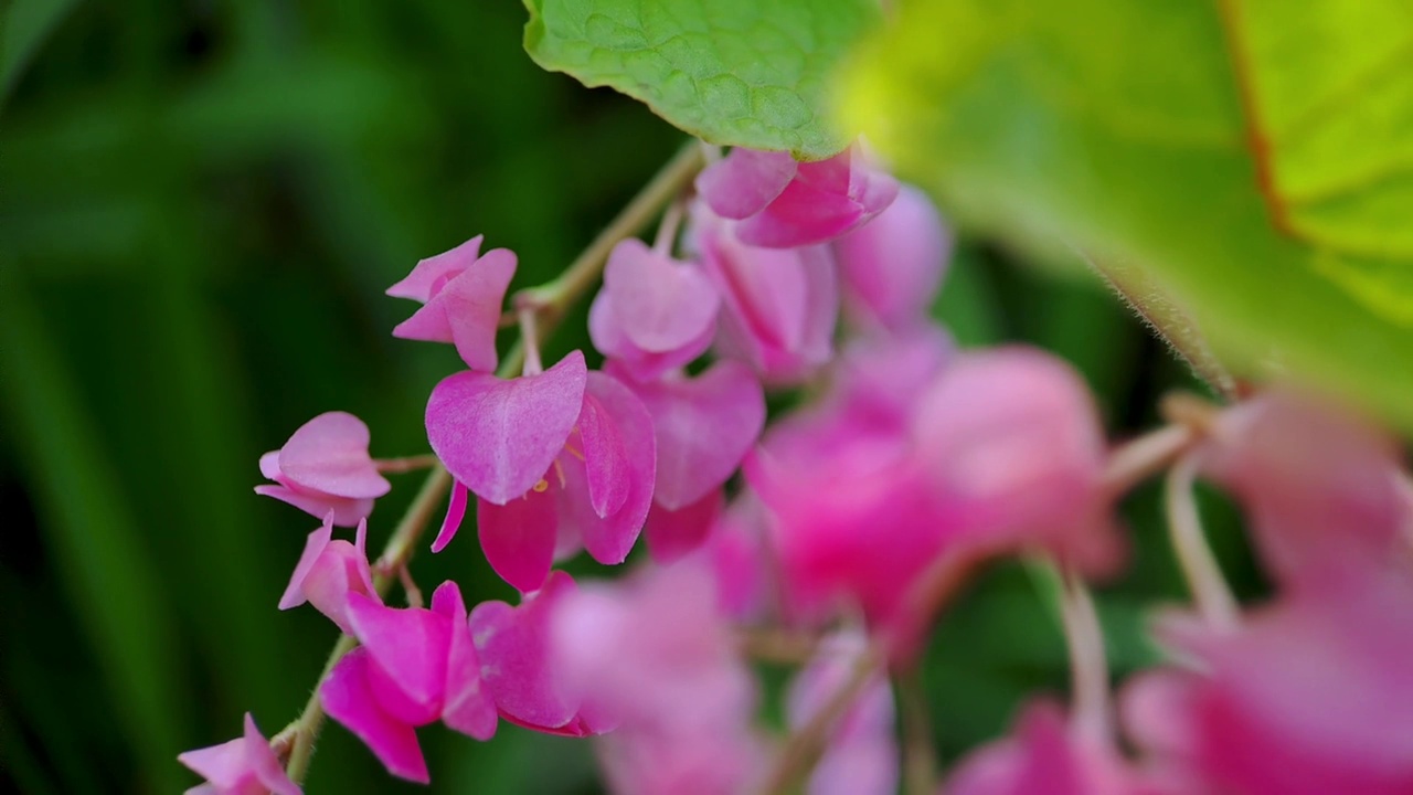 Antigonon leptopus pink是荞麦科的一种多年生藤本植物，俗称珊瑚藤或女王花环，背景绿色模糊视频素材