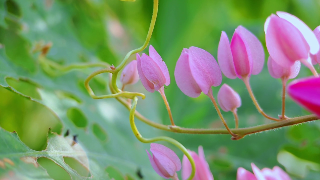 Antigonon leptopus pink是荞麦科的一种多年生藤本植物，俗称珊瑚藤或女王花环，背景绿色模糊视频素材