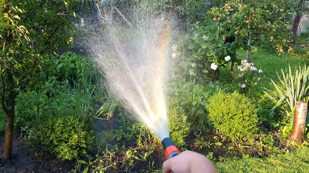 男子在花园里用软管给植物浇水，特写视频素材