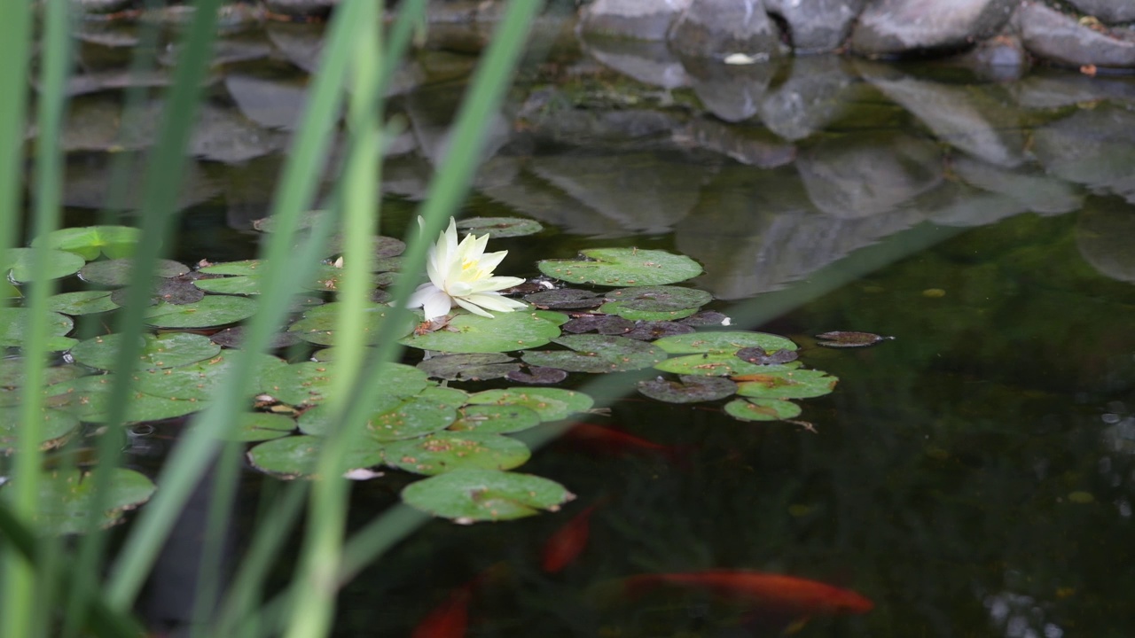 花园鱼塘锦鲤，金鱼和睡莲视频素材