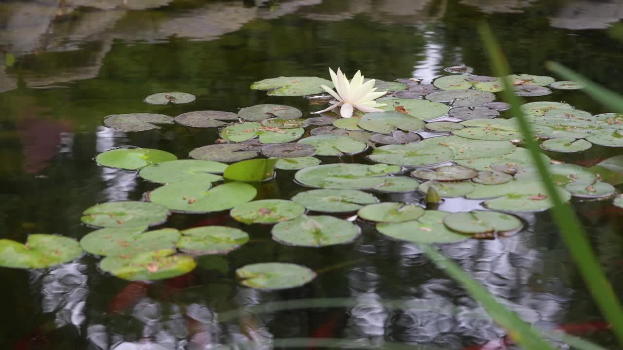 花园鱼塘锦鲤，金鱼和睡莲视频素材