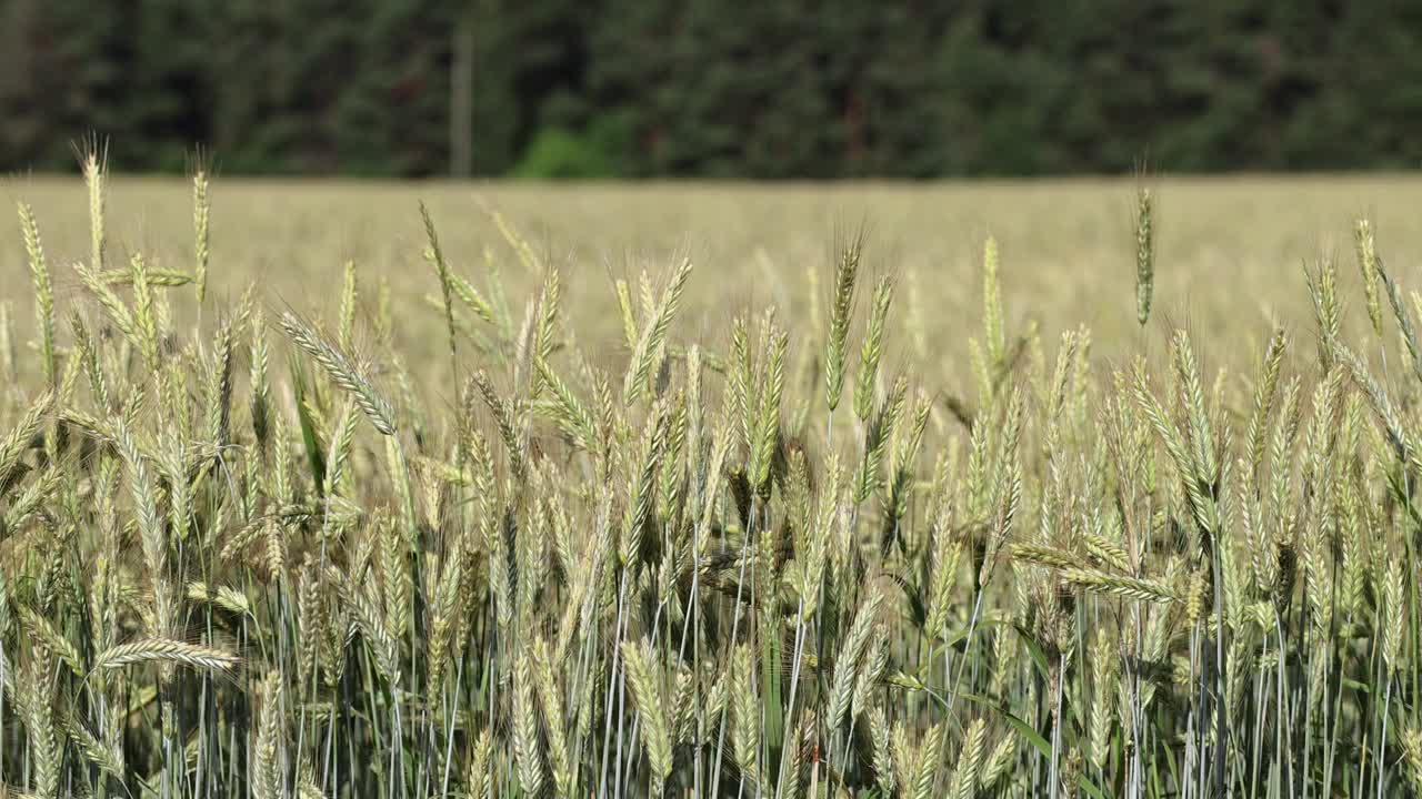 长着黄色小麦的麦田视频素材