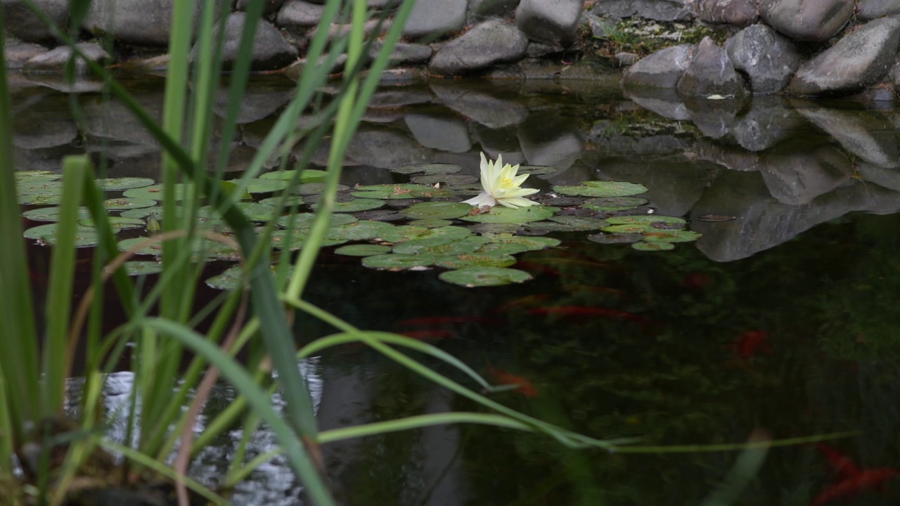 花园鱼塘锦鲤，金鱼和睡莲视频素材