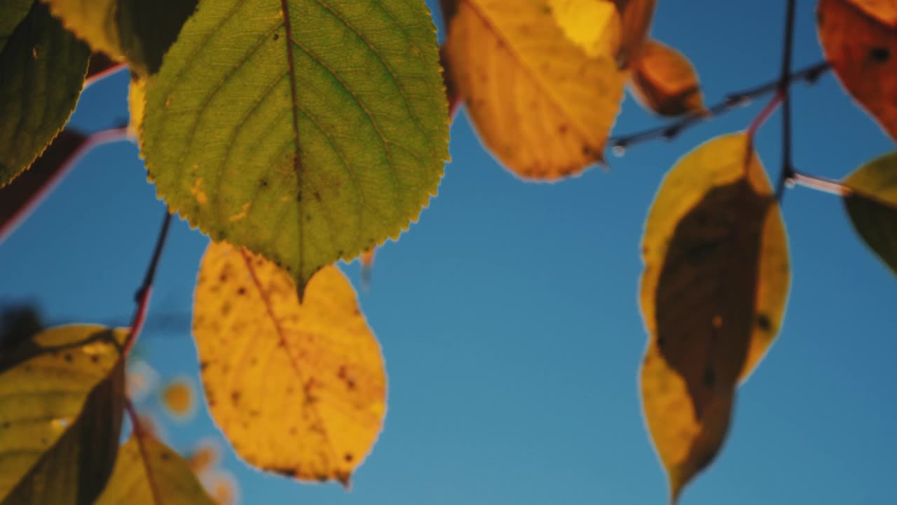 秋叶映着蓝天。视频素材