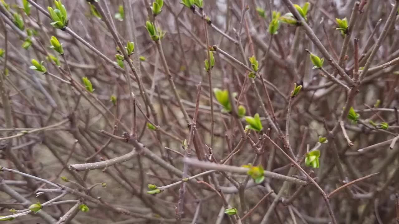 春天花丛视频下载