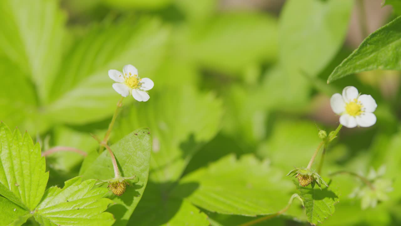 美丽的未成熟草莓生长在花园里。草莓花和果实在花园里生长。关闭了。视频素材