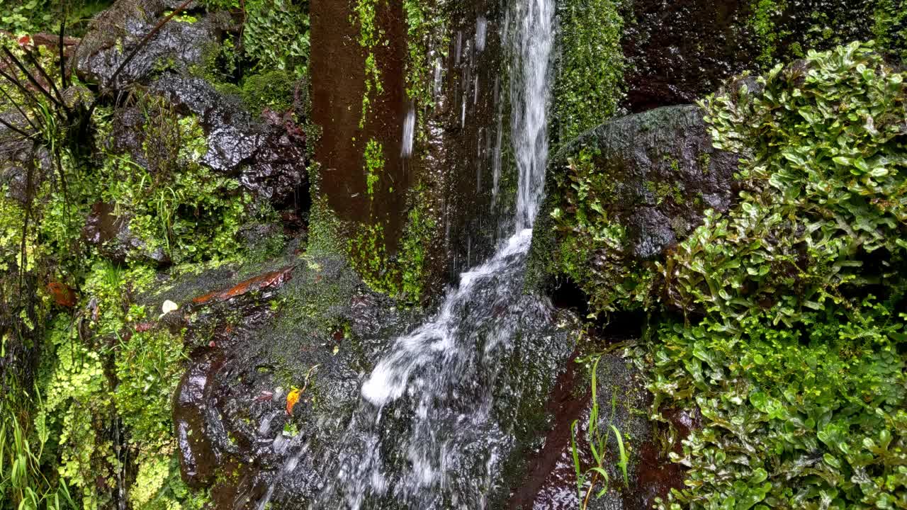 一条冰冷透明的小溪流过岩石和青苔视频素材