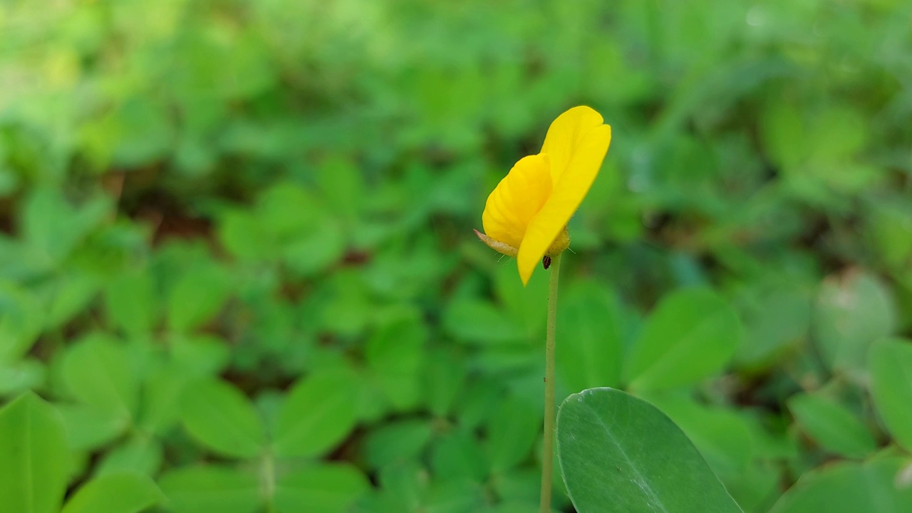 近距离镜头的Arachis pintoi黄色的花摇摆的风翅膀散角绿色的自然背景视频素材