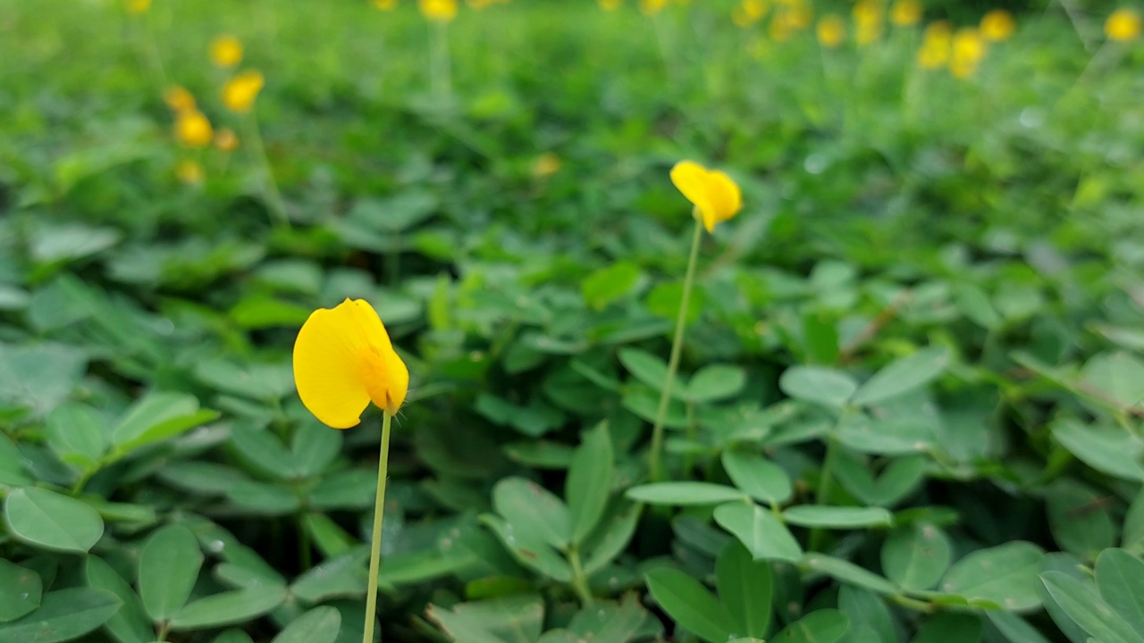 近距离镜头的Arachis pintoi黄色的花摇摆的风翅膀散角绿色的自然背景视频素材