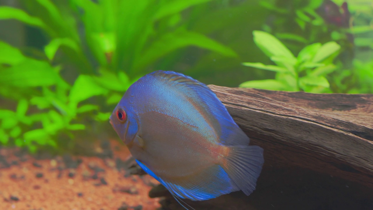 美丽的蓝钻石铁饼鱼游泳在水族馆。热带鱼类。爱好的概念。瑞典。视频素材