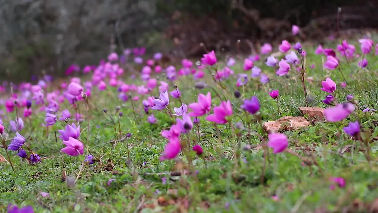 春天的花。视频素材