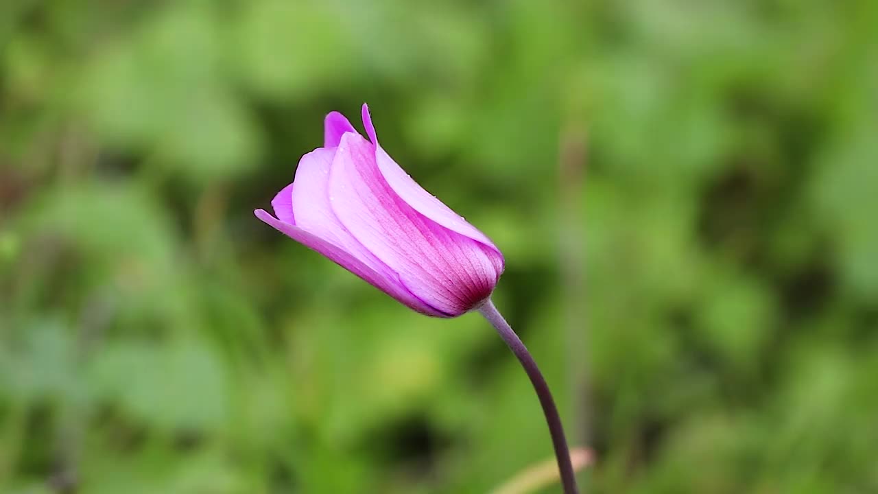 春天的花。视频素材