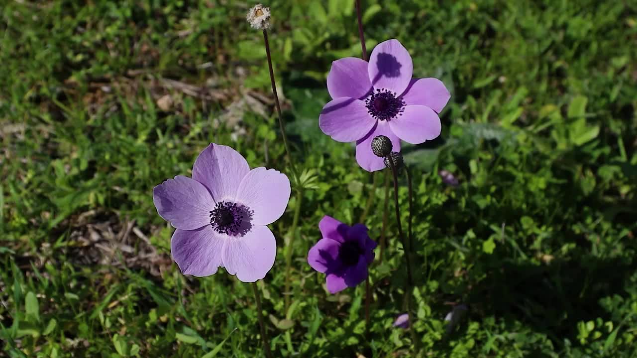 春天的花。视频素材