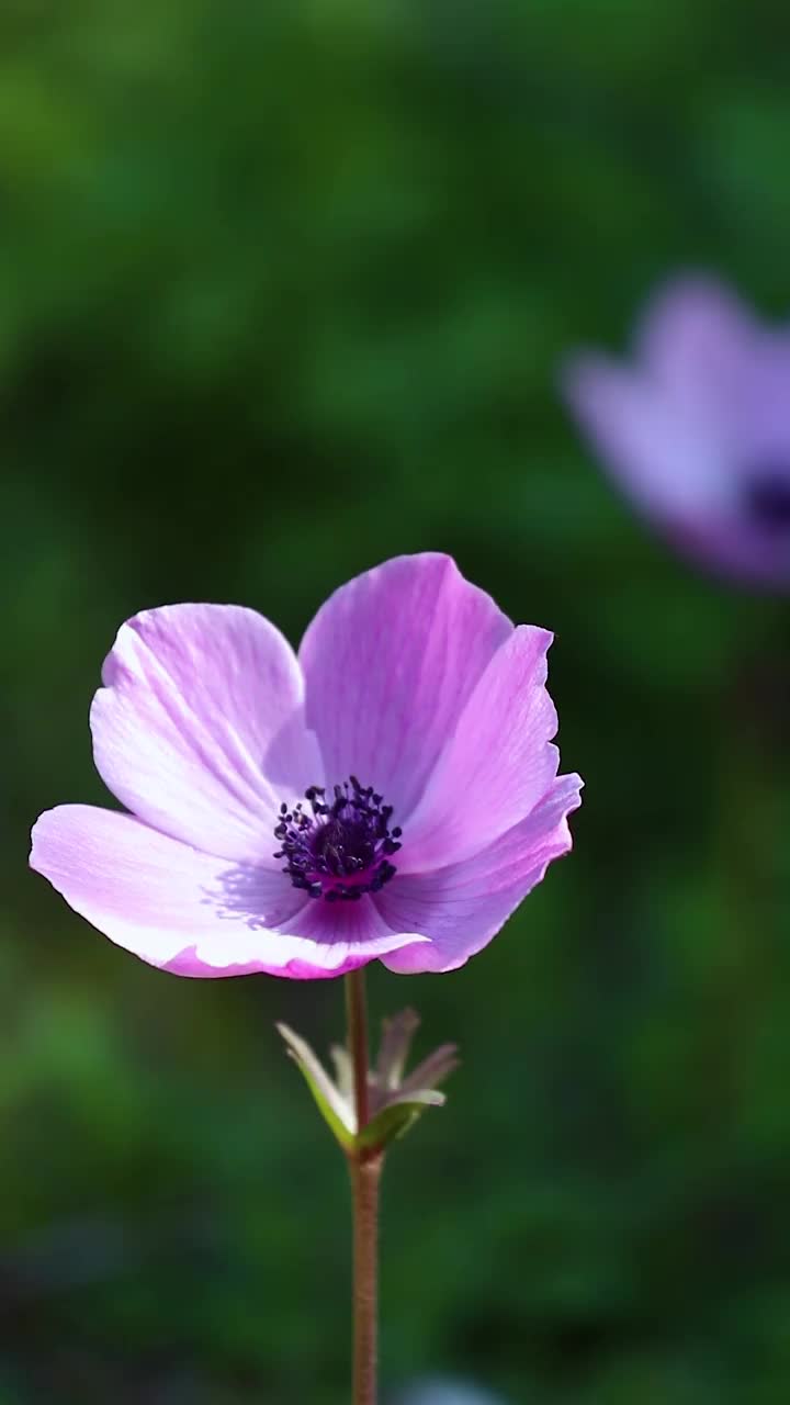 春天的花。视频素材