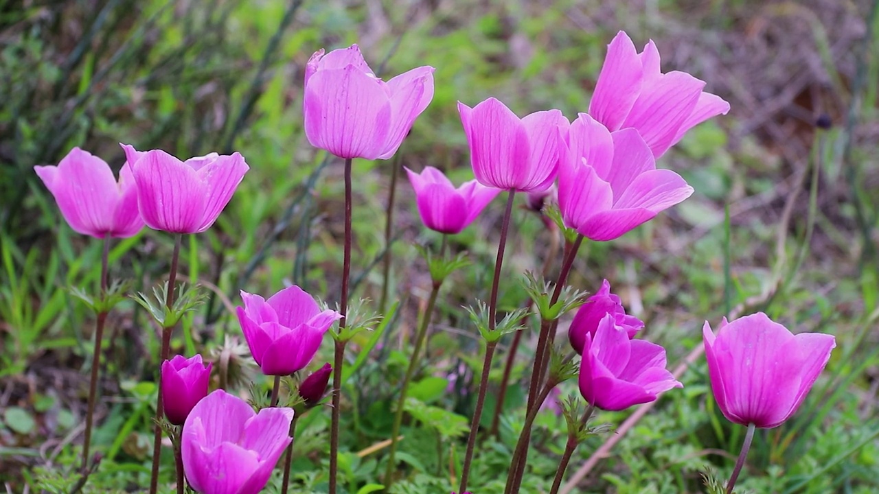 春天的花。视频素材