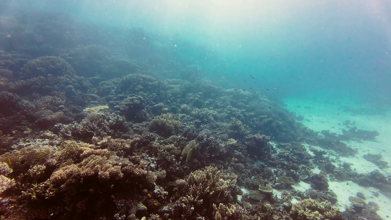 珊瑚礁上的小鱼，阳光在水中闪闪发光，水面为背景，红海埃及视频下载