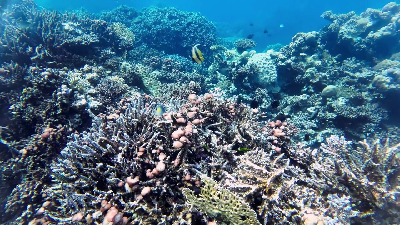 红海旗鱼游泳在珊瑚礁，红海埃及视频下载