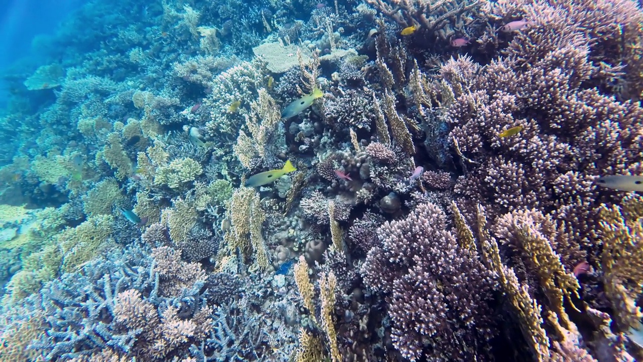 成群的黑斑鲷鱼游过珊瑚礁，背景是潜水员，红海埃及视频下载