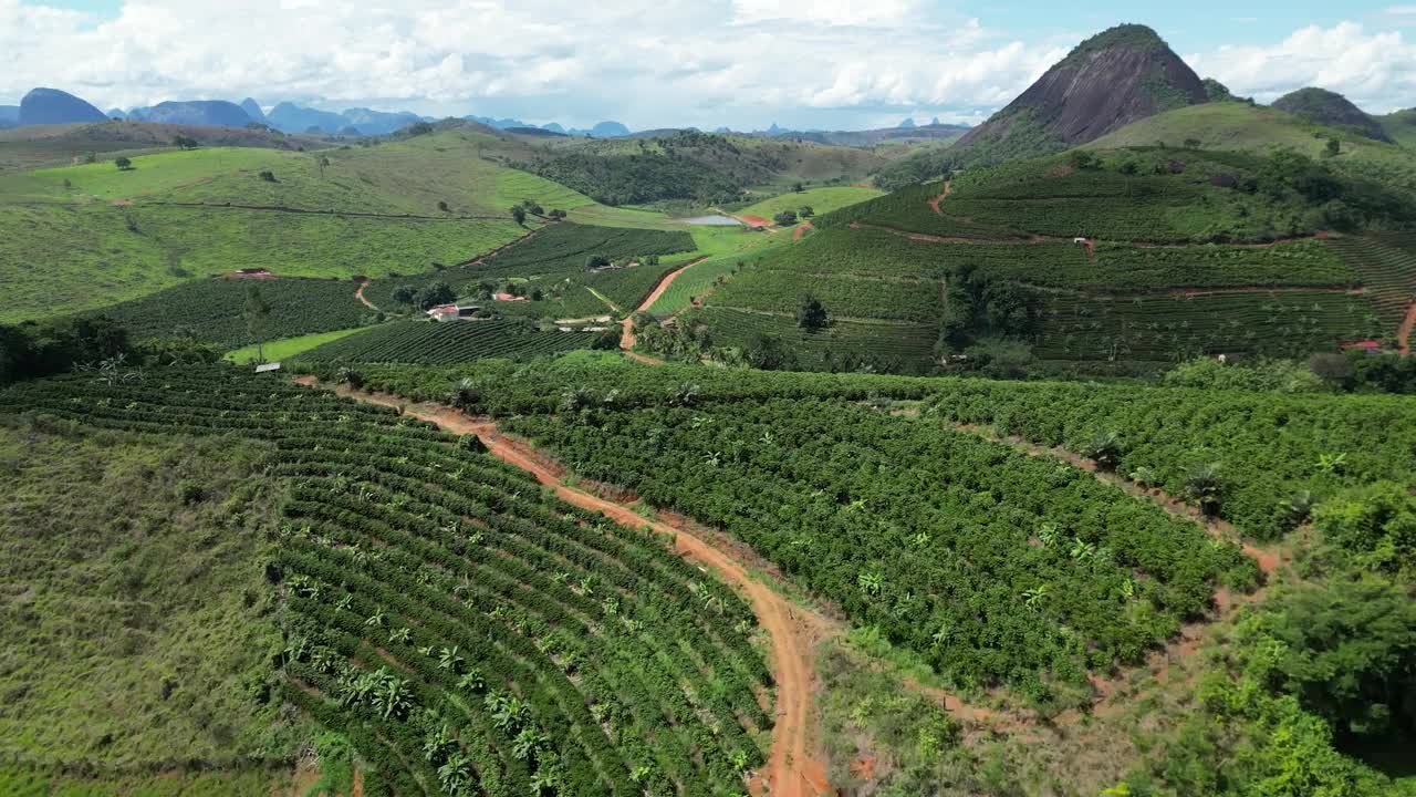 种植咖啡视频素材