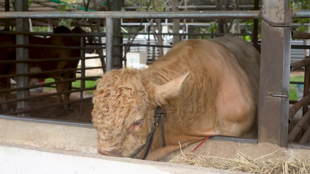 肉牛养殖视频下载