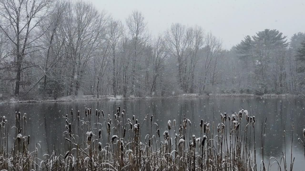 冬天，雪花落在湖上的芦苇上视频下载