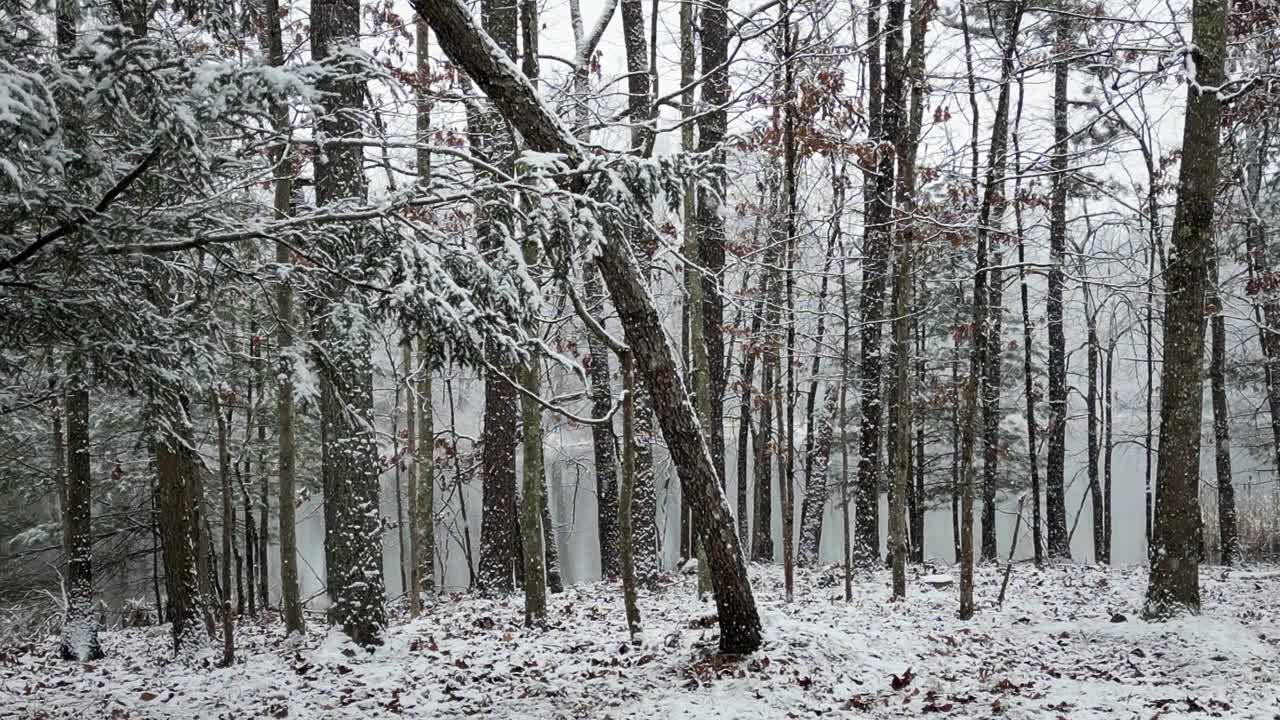 冬天在湖边的树林里下雪视频下载