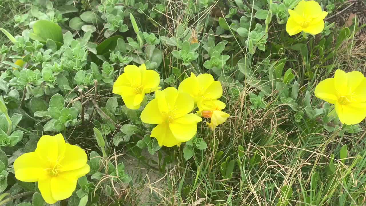 沙滩上的黄沙丘花视频素材