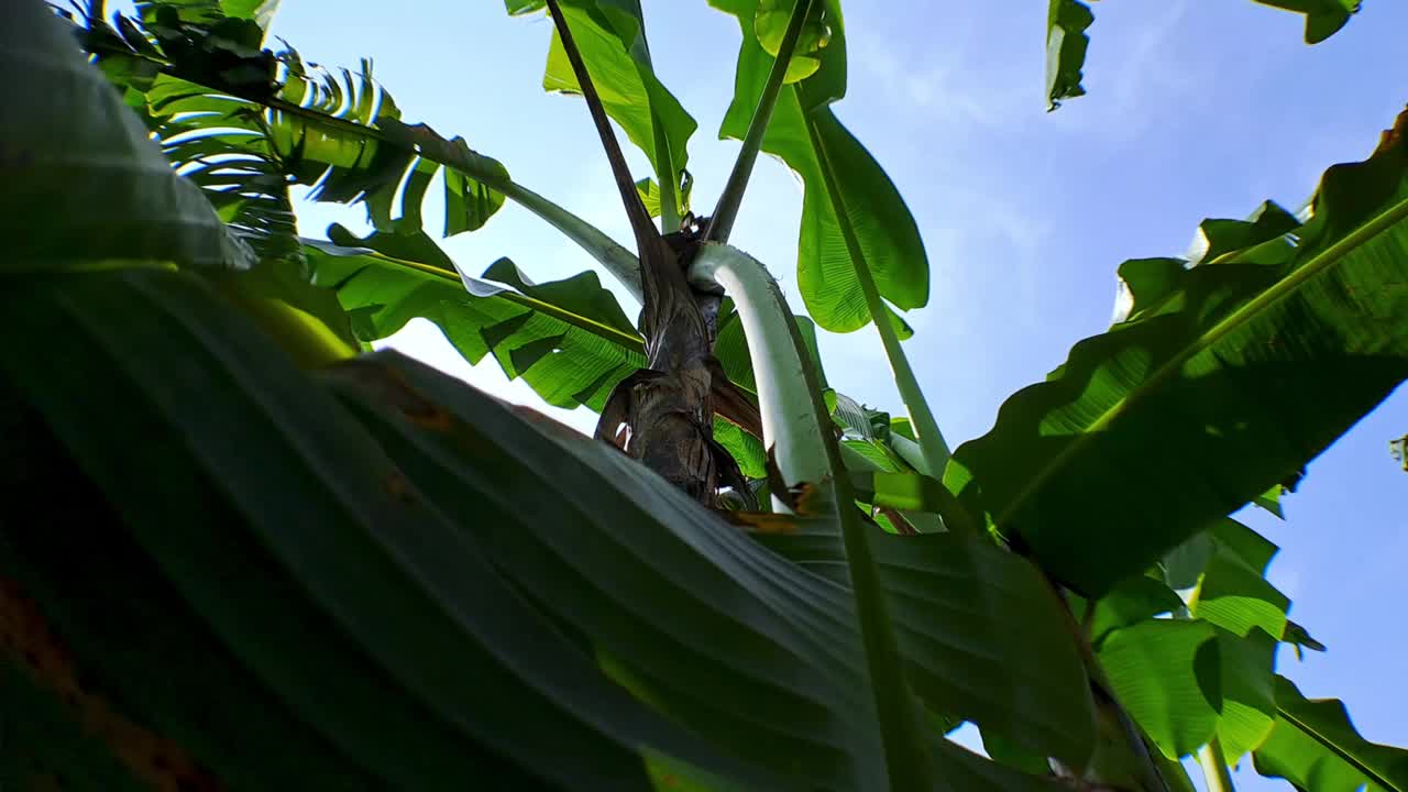 绿色的香蕉叶与阳光之间的叶子和明亮的蓝色和白色的云使美感的印象，电影视频4k摄像机运动视频素材