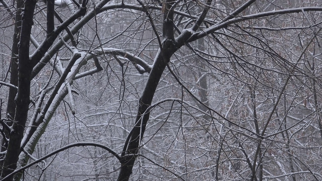 公园下雪，冬季背景视频素材