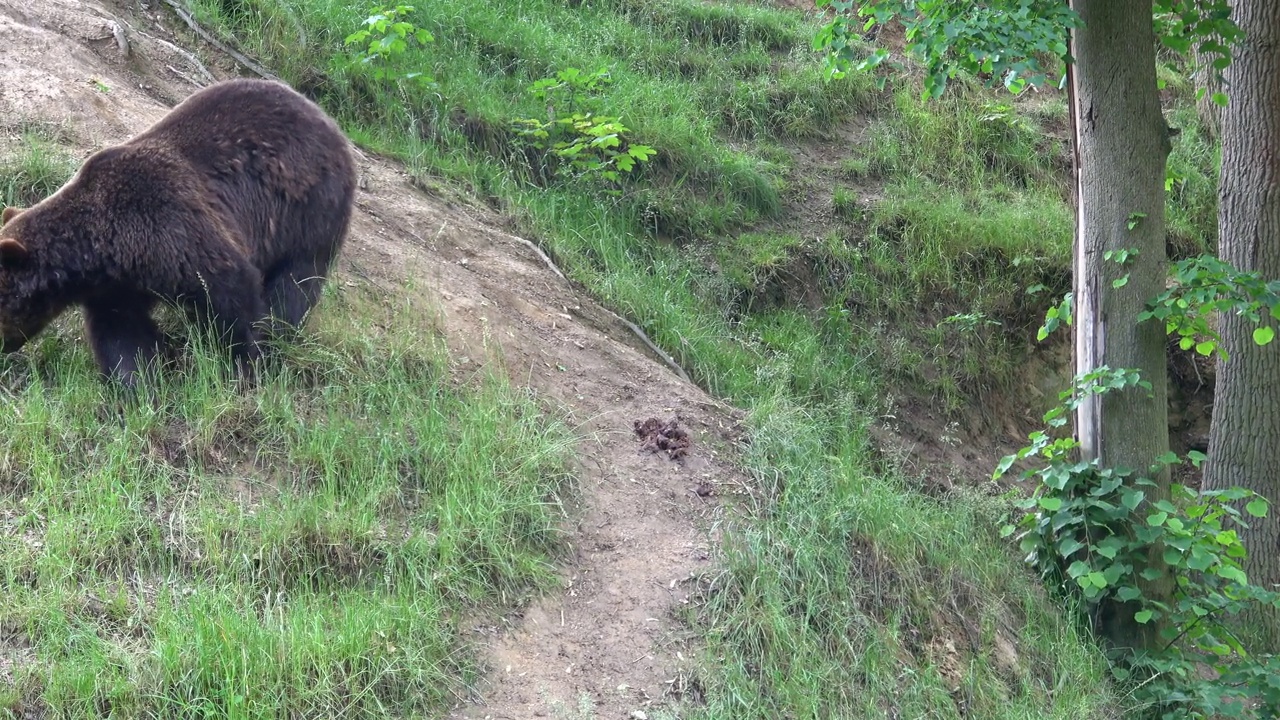 森林中的棕熊(Ursus arctos)视频素材