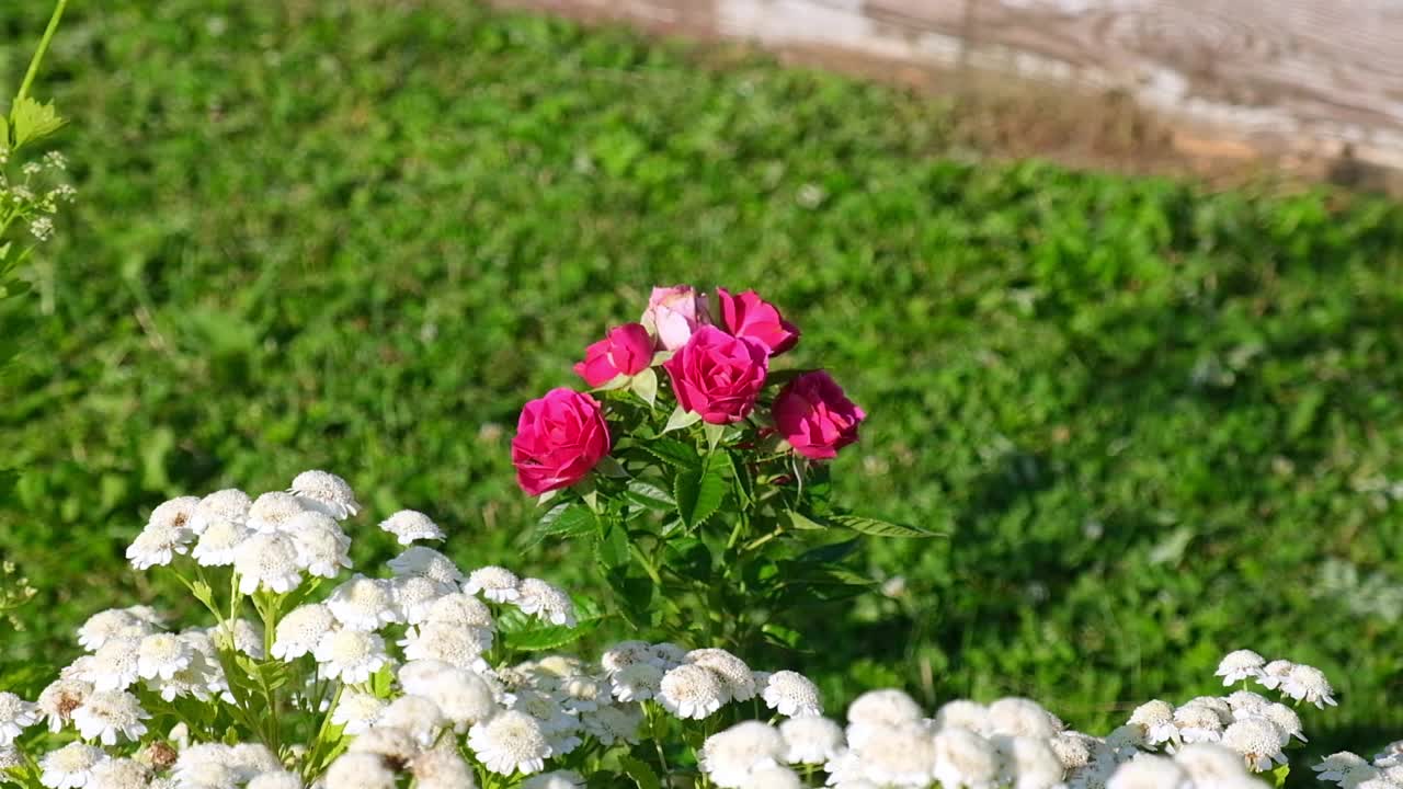 绿色家庭花园的景观美化。夏季花坛景观设计。住宅内的植物和花卉。风景优美的景观。后院绿油油的草坪和灌木丛。视频素材