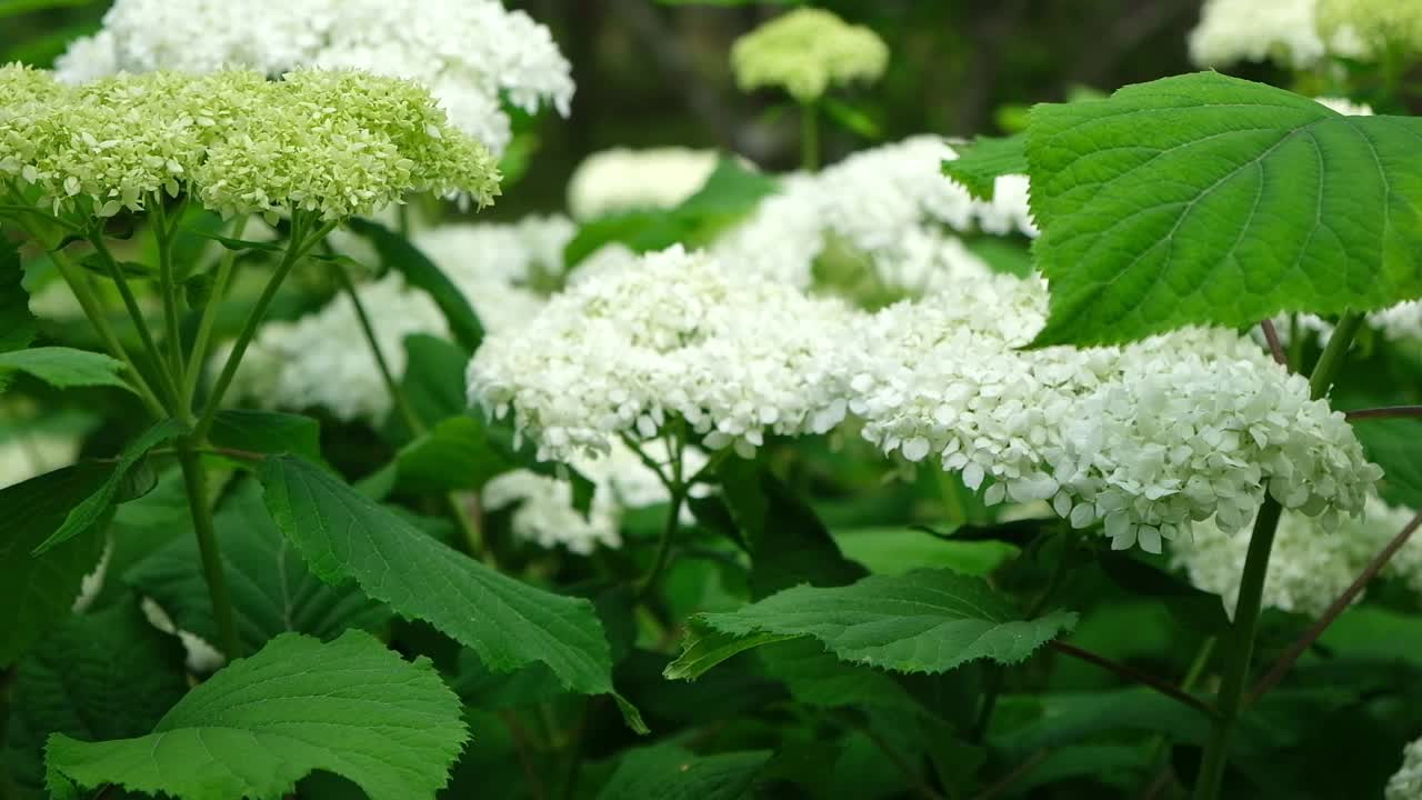 奇花异草白花绣球，俗称光滑绣球，是园林中的野生绣球。下午阳光下的白色绣球花特写。视频素材