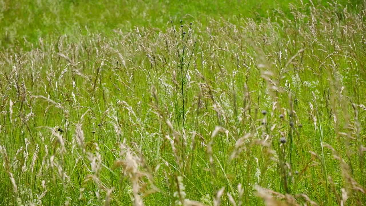 高高的野草，黄花，盛开在乡村的背景上。Poa andina。Poa supina。在草地上的野草中间生长着Poa。绿色天然壁纸。荒原。夏天的一天视频素材