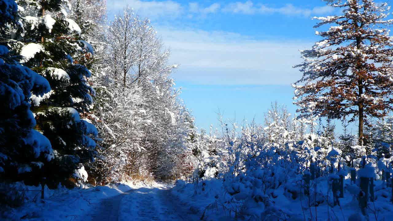 德国，巴伐利亚——森林里的降雪视频素材