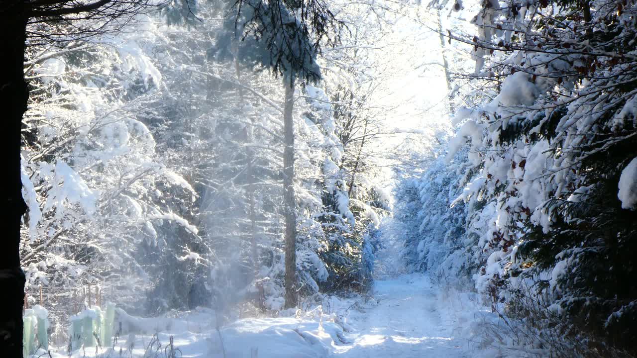 德国，巴伐利亚——森林里的降雪视频素材