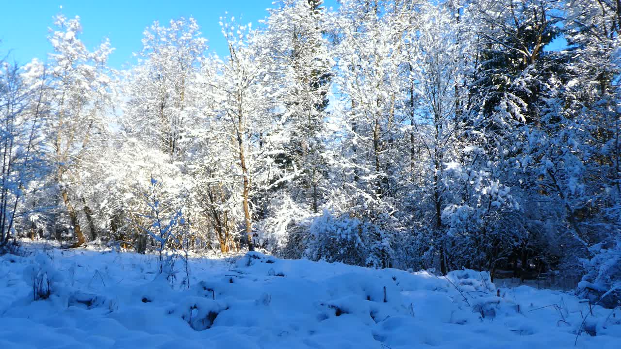 德国，巴伐利亚——森林里的降雪视频素材