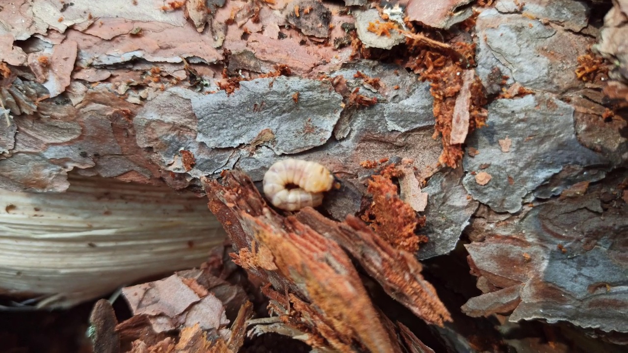 蚯蚓幼虫生活在松树树皮下。常见的家具甲虫。视频下载