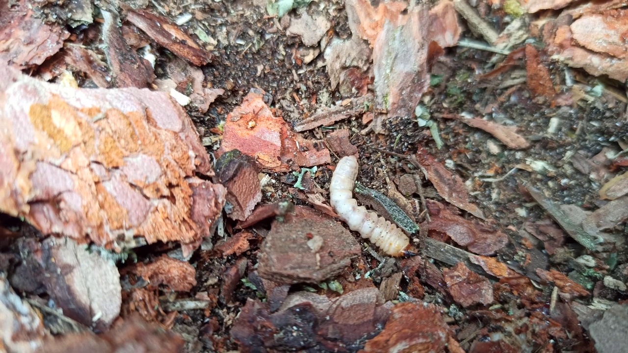 蚯蚓幼虫生活在松树树皮下。害虫视频下载