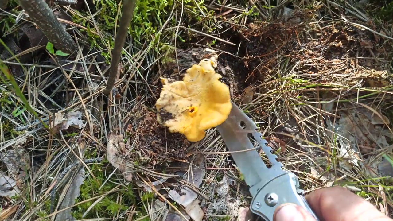 人的手在干松针和苔藓下发现鸡油菌。视频下载
