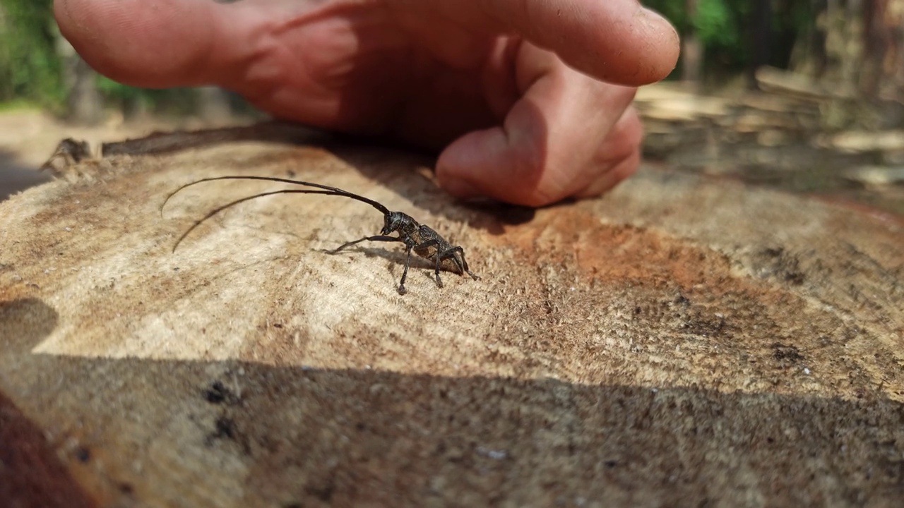长角甲虫站在木头表面。长着长胡须的昆虫。Cerambycida。视频下载