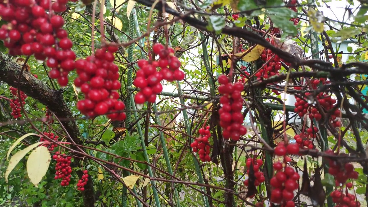 五味子的红色果实，在树枝上成排生长。一簇簇成熟的五味子视频下载