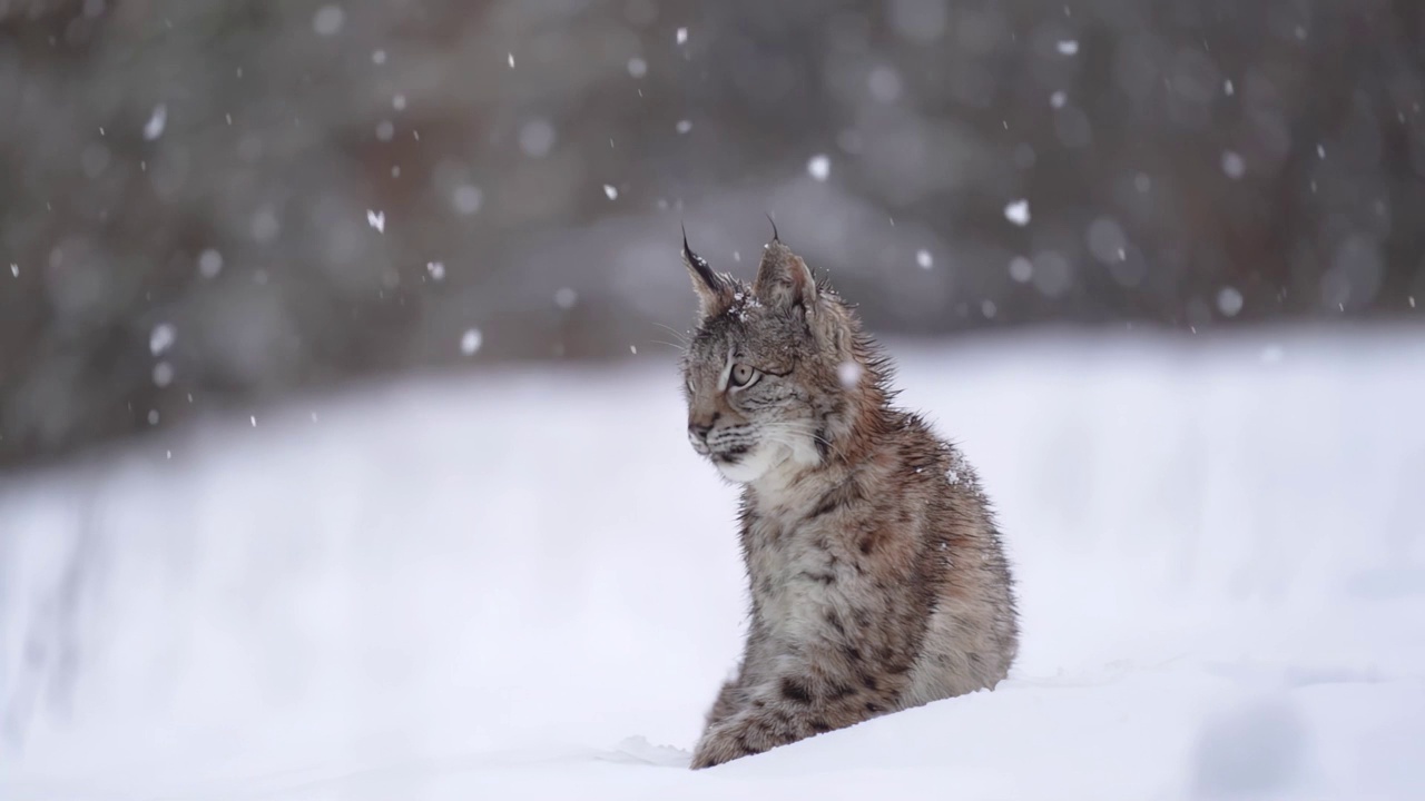 大雪中，猞猁坐在雪地里。最后正面进入画框。冬季主题与野生自然。猞猁猞猁。下雪的大猫动物。慢动作视频素材