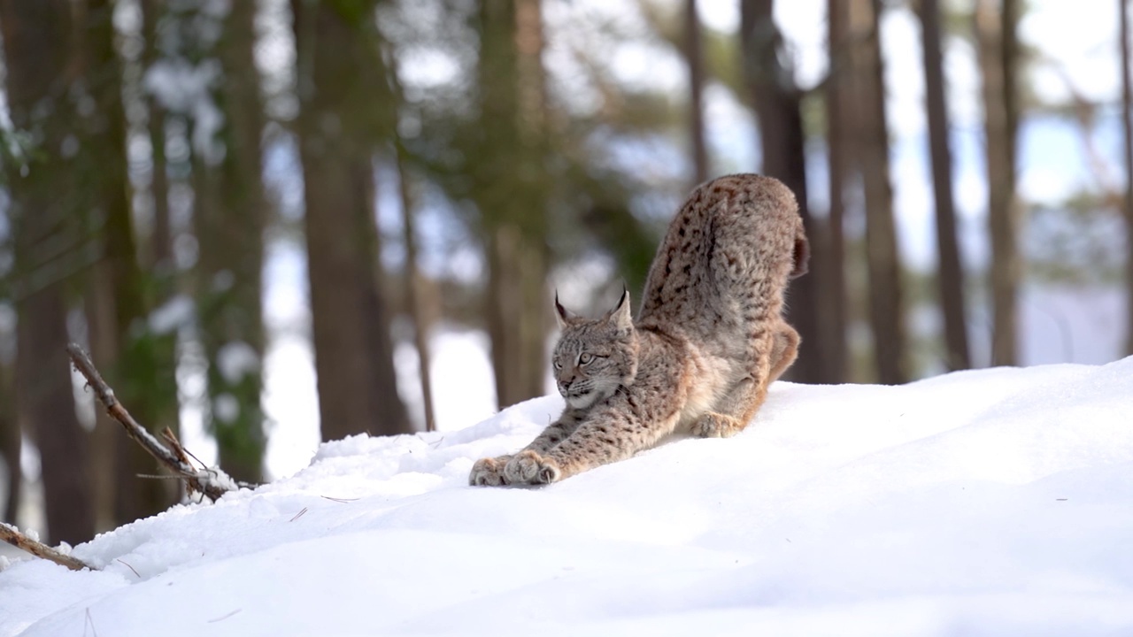 欧亚猞猁在冬季森林的雪地上行走，伸直身体，伸出爪子。野生动物，中型大型猫科动物。猞猁猞猁。慢动作视频素材