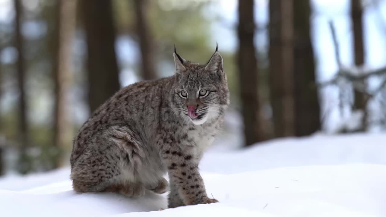 山猫侧身坐在森林里的雪地里。他舔了舔自己，然后穿过雪地走向摄像机。野生动物，中型大猫，冬季，寒冷，慢动作视频素材