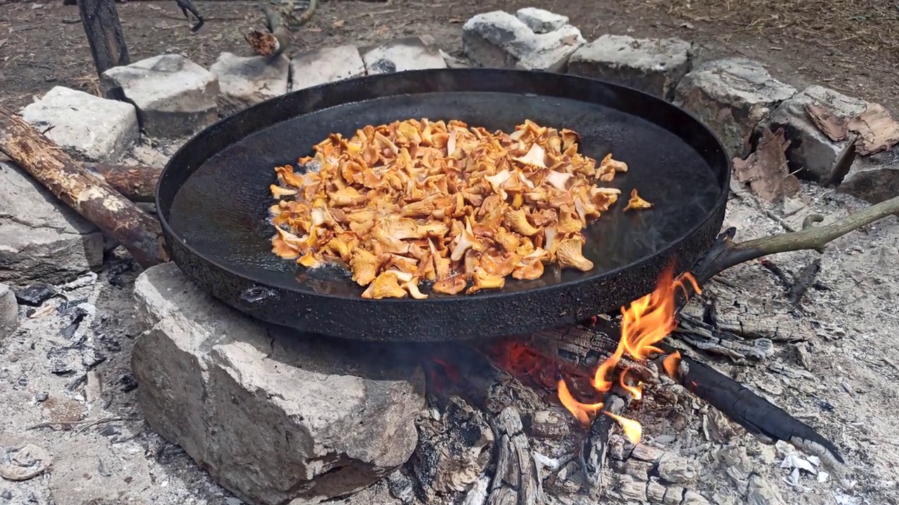 油炸鸡油菌的烹调过程。野蘑菇菜。在大锅上煮鸡油菌。森林的菜视频下载